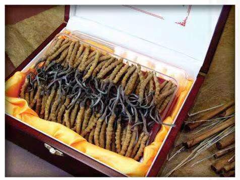 衡水冬虫夏草回收